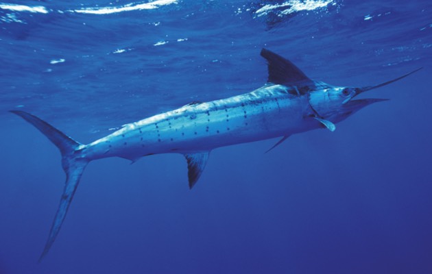 Striped marlin (© Getty Images)