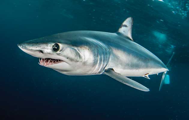 Mako shark (© Getty Images)