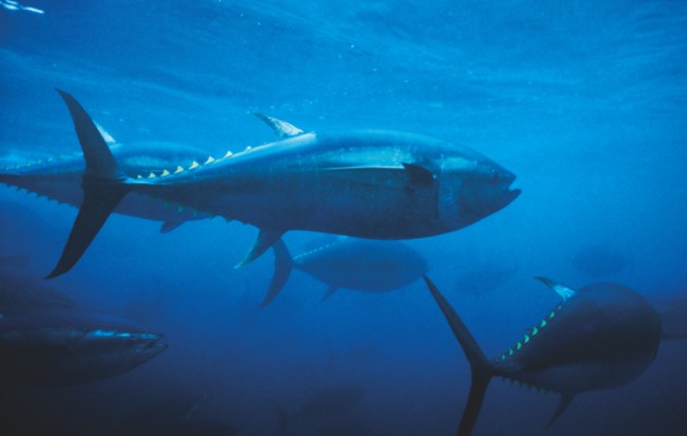 Atlantic bluefin tuna (© Getty Images)