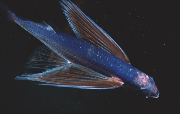 Fourwing flying fish (© Alamy)