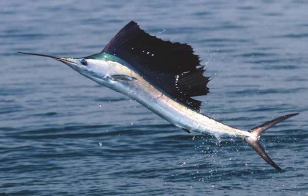 Sailfish (© iStock)