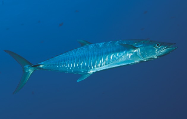 Wahoo (© Getty Images)