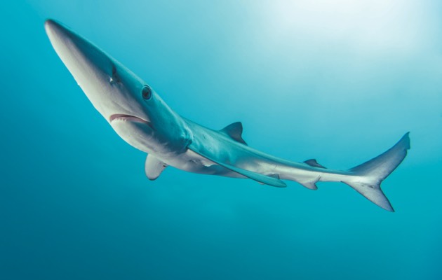 Blue shark (© Getty Images)