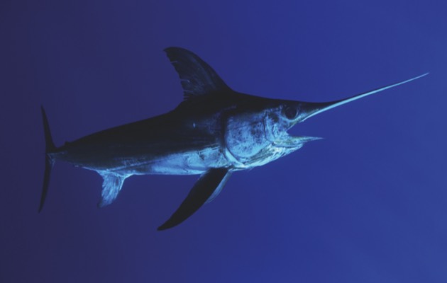Swordfish (© Getty Images)