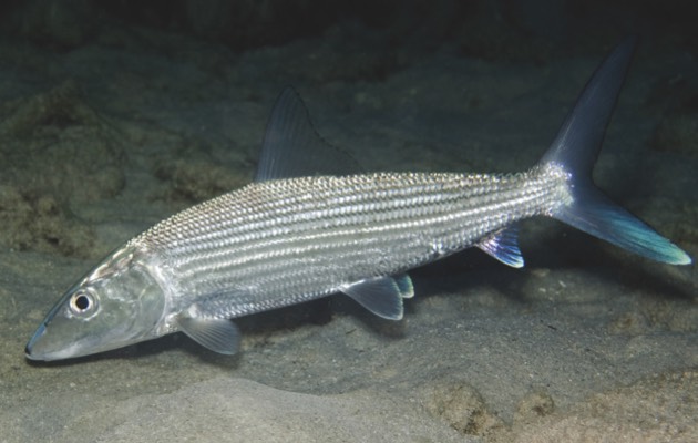 Bonefish (© Getty Images)