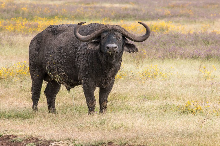 Buffalo in Ngorongoro Crater Tanzania