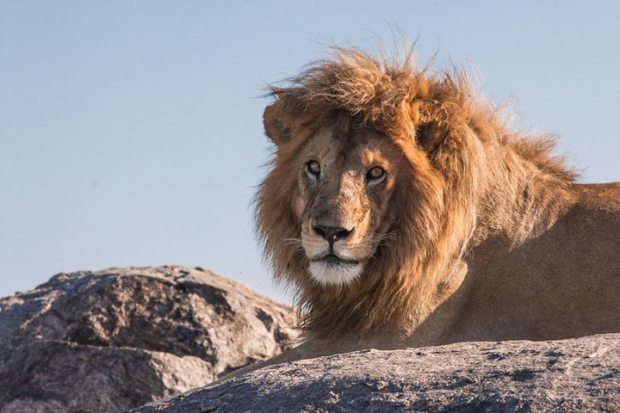 Lion in the Serengeti Tanzania