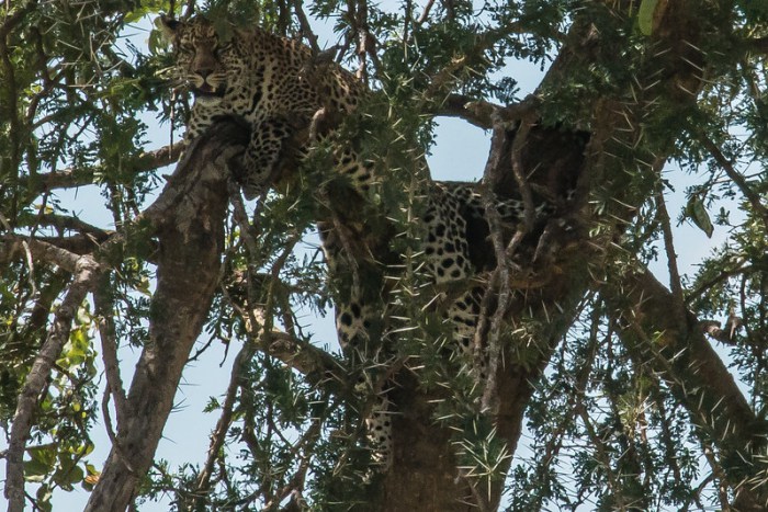 Leopard in Serengeti Tanzania