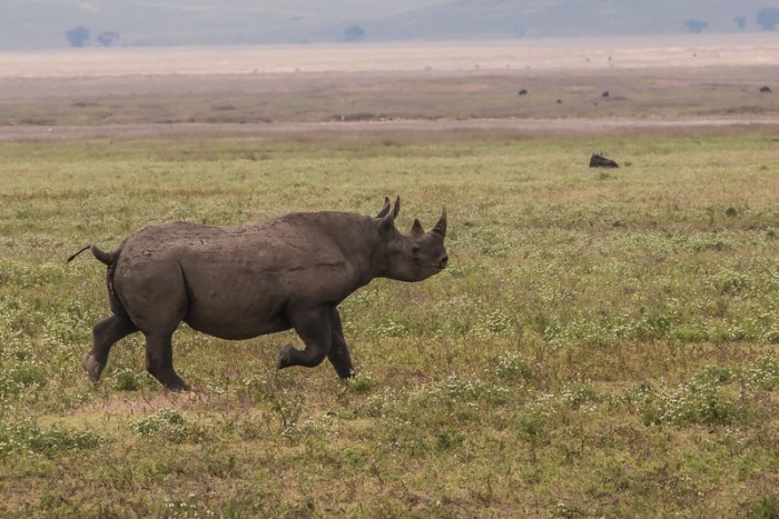 Rhinoceros in Ngorongoro Crater Tanzania