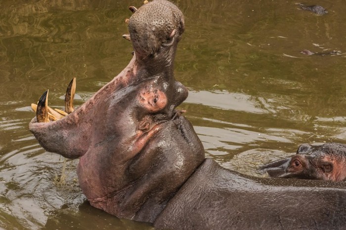 hippopotamus in the Serengeti Tanzania