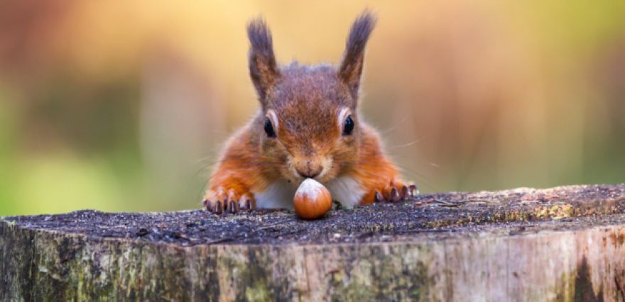 Can other animals plan ahead?