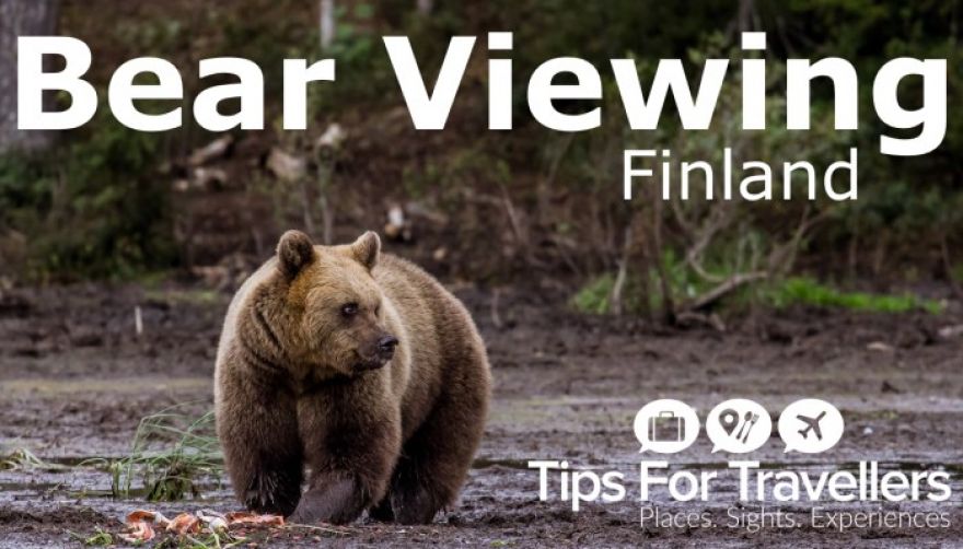 Video: Bear Watching in Karhu-Kuusamo Finland